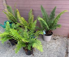 large ornamental ferns - dryopteris wallichiana