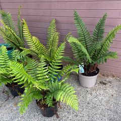 large ornamental ferns - dryopteris wallichiana