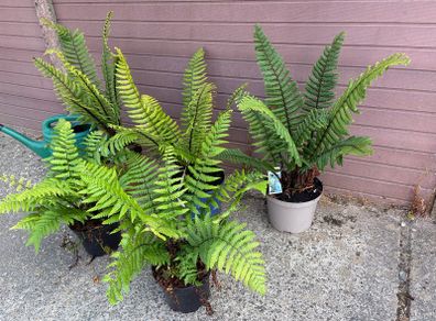 large ornamental ferns - dryopteris wallichiana