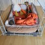 Dog Cage Image 3
