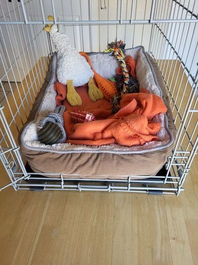 Dog Cage