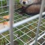 fox trap Image 4