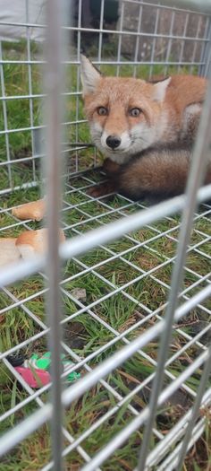 fox trap