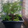 plant raspberry and fuchsia Image 7