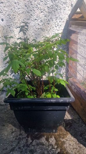 plant raspberry and fuchsia