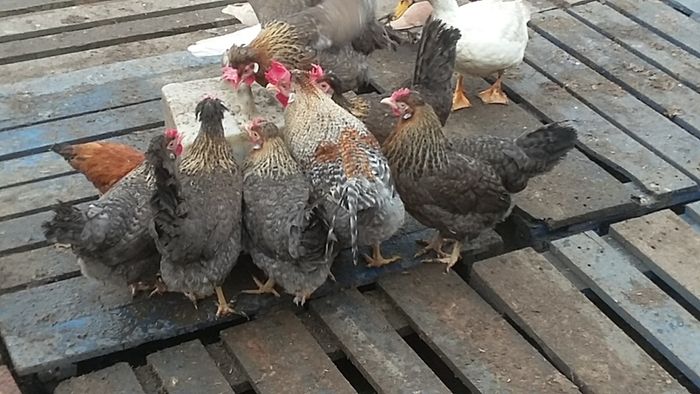 Hens, point of lay pullets