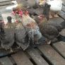fertile hatching eggs and chicks Image 9