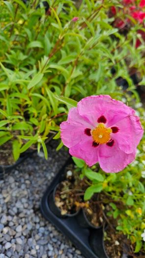 Azalea Evergreen Plants