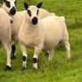 Kerry hill Ram lambs Image 2