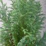 Chamaecyparis lawsoniana 'Columnaris' Image 2