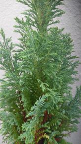 Chamaecyparis lawsoniana 'Columnaris'