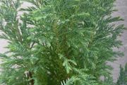 Chamaecyparis lawsoniana 'Columnaris'