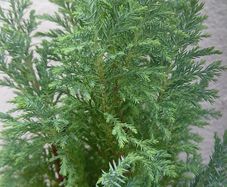 Chamaecyparis lawsoniana 'Columnaris'