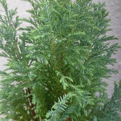 Chamaecyparis lawsoniana 'Columnaris'