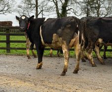11 super freshly calved Heifers carnaross Mart 25t