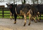 11 super freshly calved Heifers carnaross Mart 25t