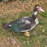 Muscovy drakes Image 9