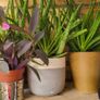 House plants Image 3