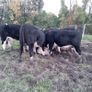 14 quality hereford bullocks,lots 317 to 321 Image 6