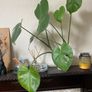 monstera plan Image 2