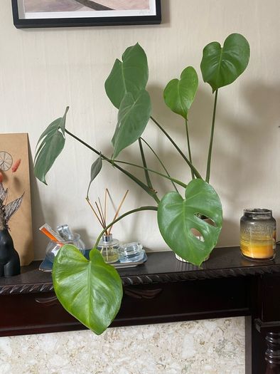 monstera plan