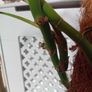 Large Monstera Minima with Pot Image 7
