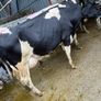 Freshly calved cows Image 4