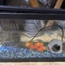 Fish tank Image 2