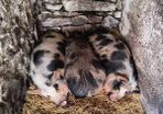Kune Kune Sows