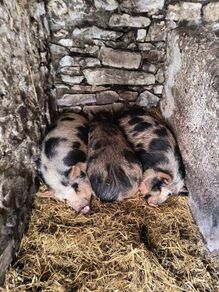 Kune Kune Sows