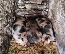 Kune Kune Sows