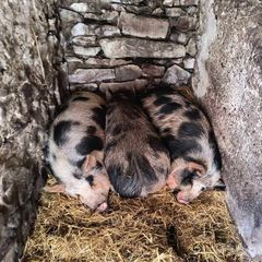 Kune Kune Sows