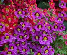Angel Wings Seeds