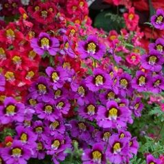Angel Wings Seeds