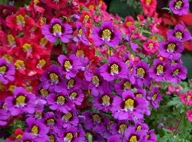 Angel Wings Seeds