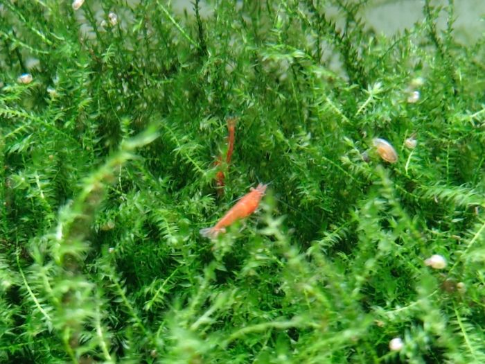 Aquarium moss and plants XXL portions