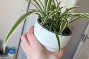 spider plant