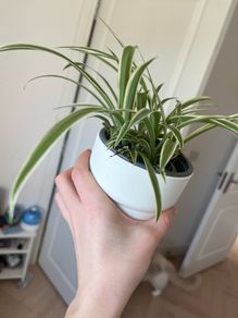spider plant
