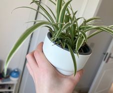 spider plant