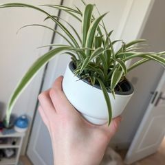 spider plant