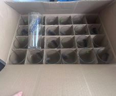 Box of tuborg pint glasses