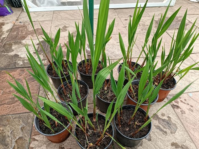 Lucifer Plants