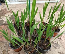 Lucifer Plants