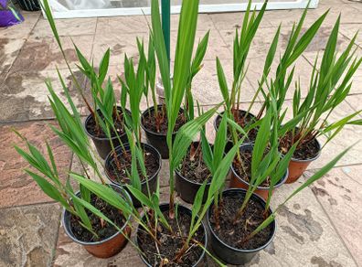 Lucifer Plants