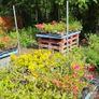 Grasses, Plants, Shrubs Image 8