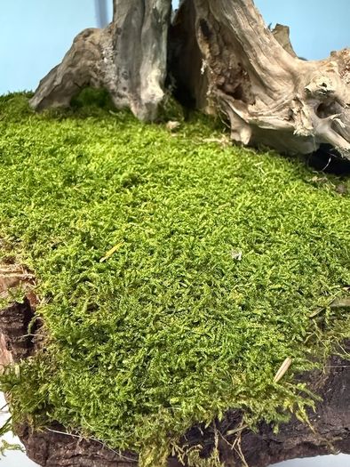 Bonsai Tree with natural moss 45x35cm