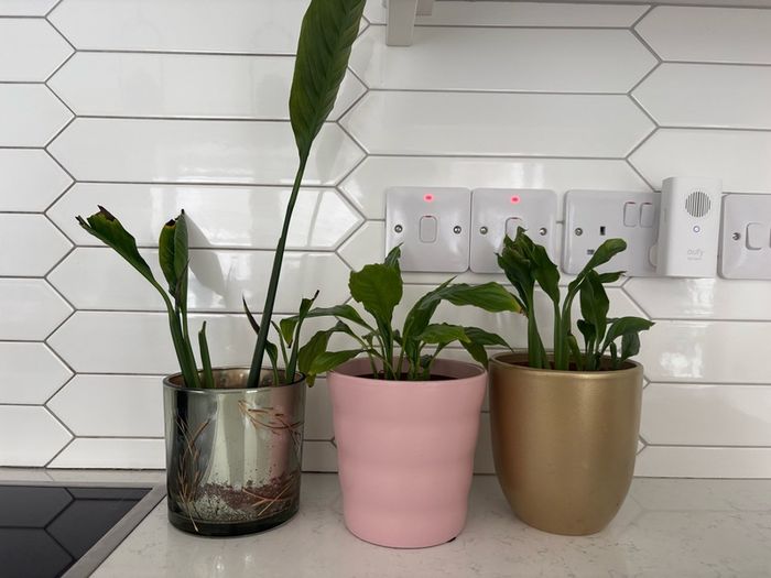 indoor plant