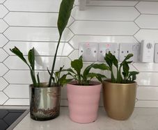 indoor plant