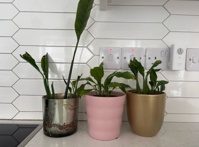 indoor plant