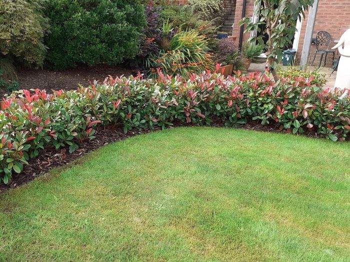 Red Robin Hedging 2.5 feet tall